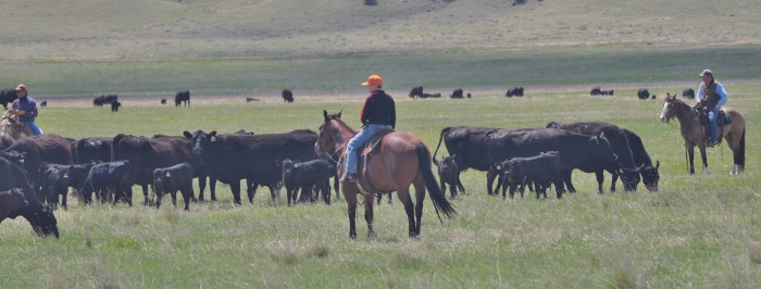 cattle herders on the job